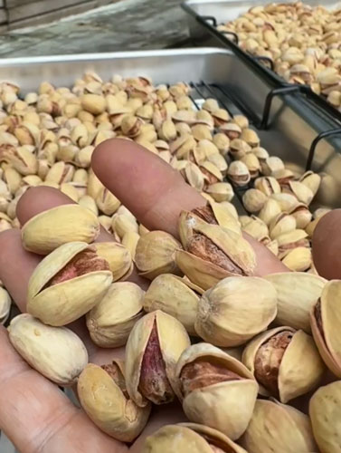 پسته کرم زده را چکار کنیم
