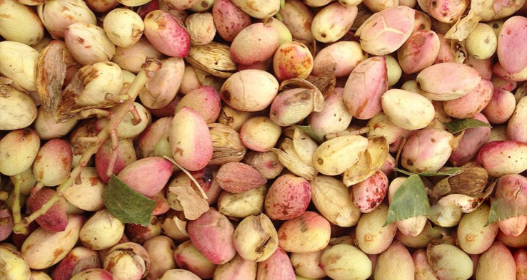 خشک کردن پسته تازه در خانه با کمک سایه