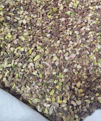 مغز پسته گندمی کاربرد ها، ویژگی ها و اهمیت آن