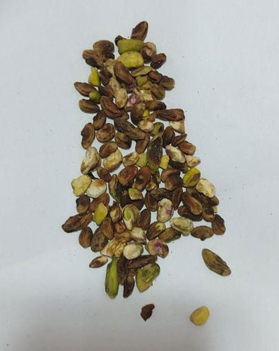 مغز پسته گندمی چیست