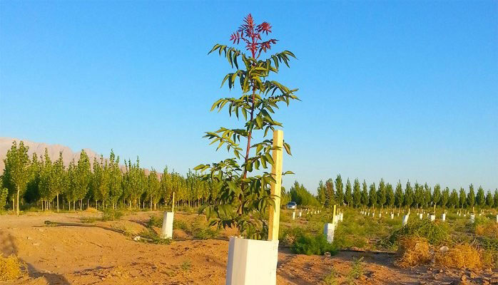 نهال پسته هیبریدی چیست