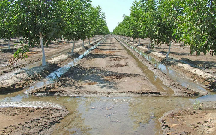 انواع آبیاری درختان پسته