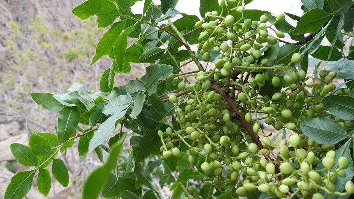 ویژگی های درخت پسته کوهی چیست