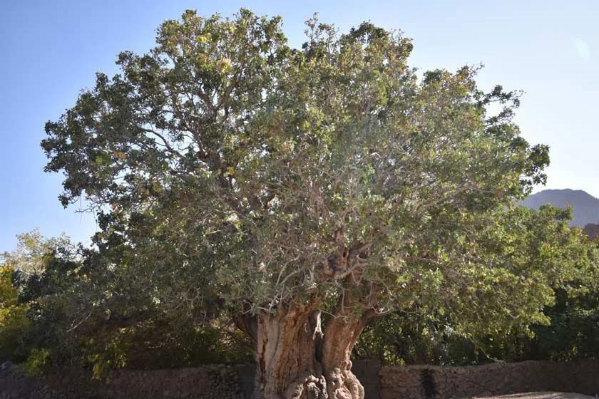 کهن سال ترین درخت پسته
