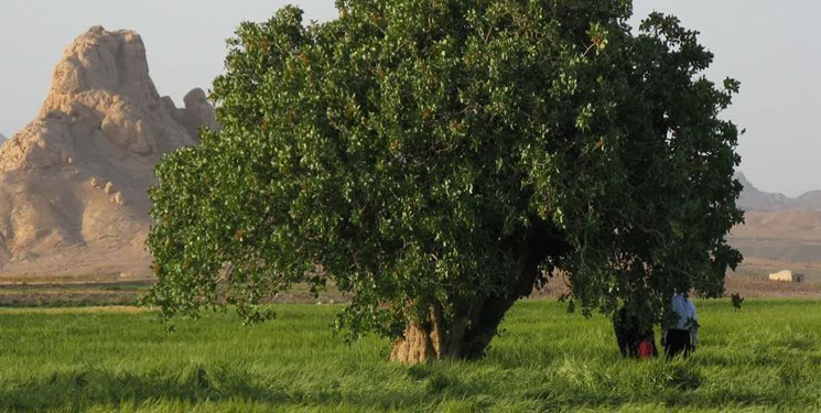 عمر درختان
