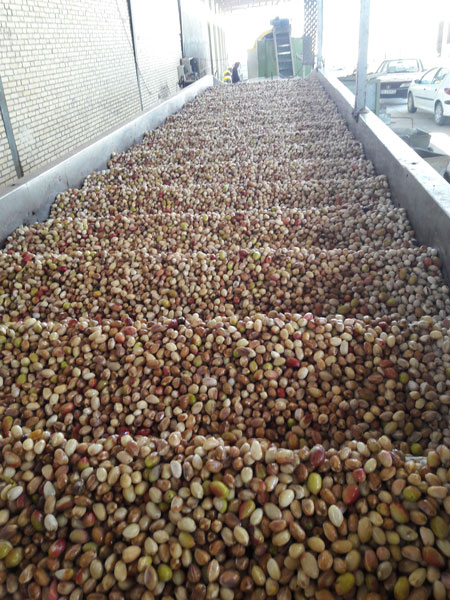 نگهداری از پسته در یخچال
