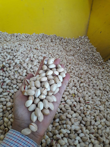 " خشک کردن " برای نگهداری از پسته چگونه است؟