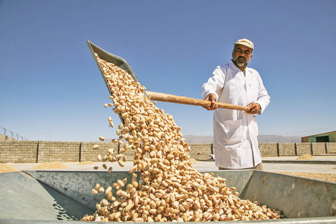 بیماری هایی که در زمان نگهداری از پسته به وجود می آیند