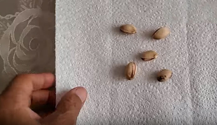 آماده سازی بذر پسته برای کاشت در گلدان