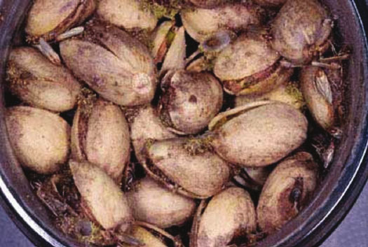 شب پره هندی چه خساراتی می زند