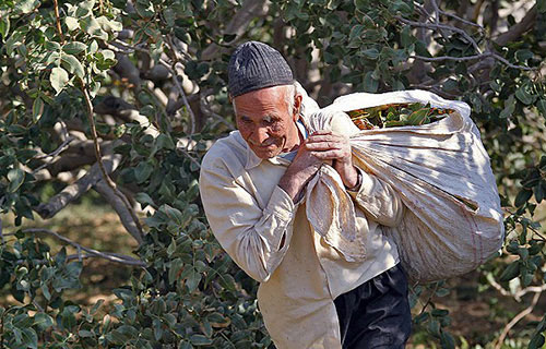 منشا پسته در ایران