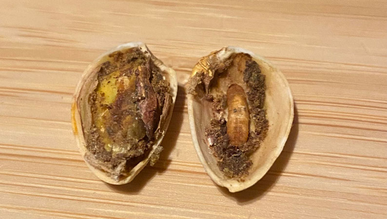  میزان خسارت آفات انباری پسته چقدر است ؟