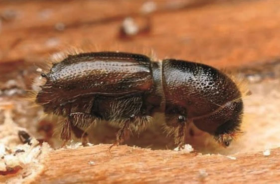 مبارزه به روش طبیعی با سوسک سرشاخه خوار پسته