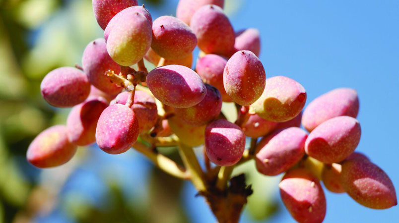 رشد درختان پسته چطور است
