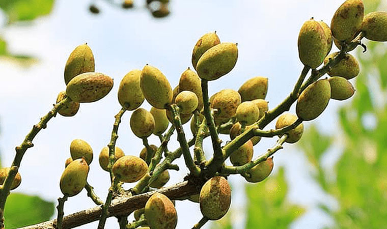 ریزش خوشه پسته چیست