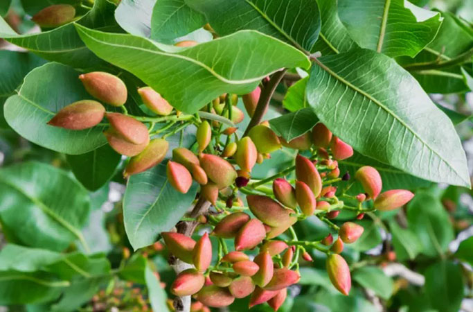 شکل ریزش خوشه پسته چیست
