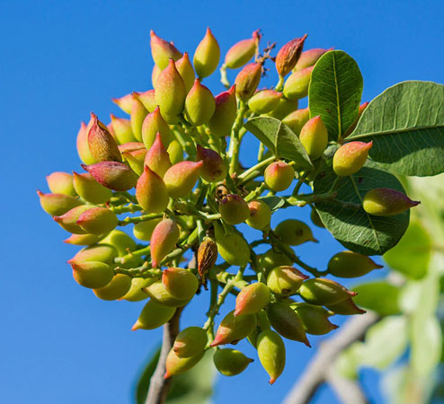 وجود گرد و غبار