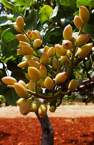 نسبت درختان نر به ماده