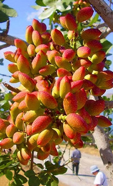 تاثیر دما در ریزش خوشه پسته