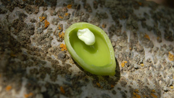 پوکی پسته چطور خواهد بود!؟