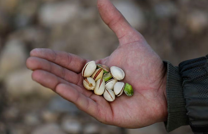 تغذیه غیر اصولی درختان پسته