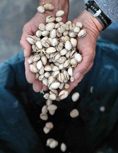 عوامل هورمونی