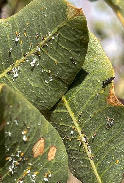مبارزه با پسیل پسته با استفاده از سم های مخصوص