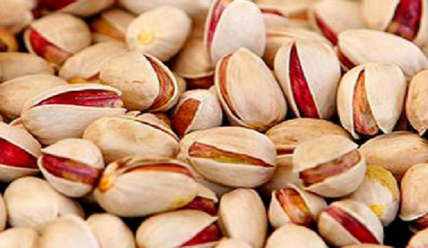 درخت پسته عباسعلی دامغان