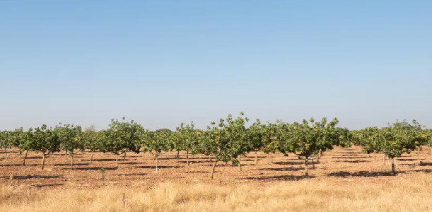 اقلیم مناسب برای کاشت پسته در ایران