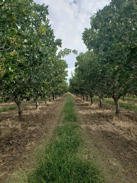 مناطق مناسب برای کاشت پسته استان کرمان