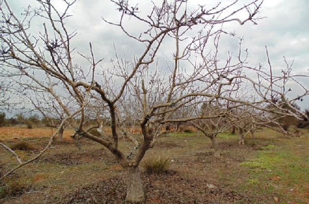 دمای سرمازدگی درختان پسته چقدر است؟