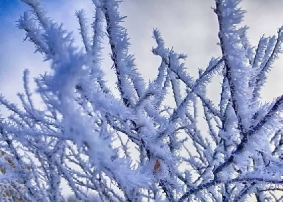 سرمازدگی درختان پسته یعنی چه؟