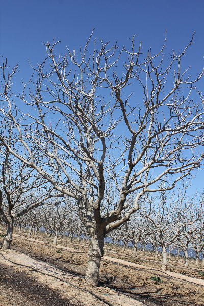 انواع سرمازدگی درختان پسته