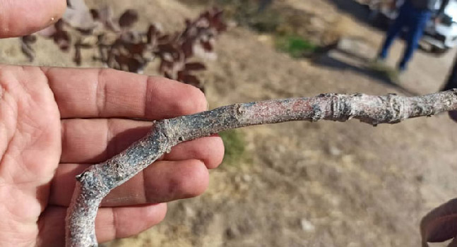 مقابله با سرخشکیدگی درختان پسته