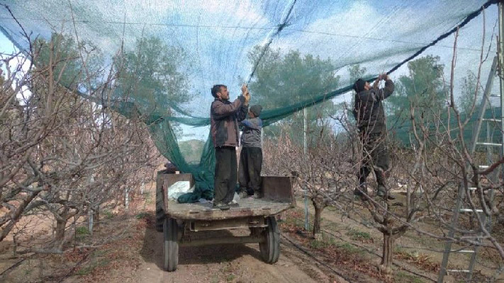 نقش سایبان در باغات پسته روی بازدهی درختان