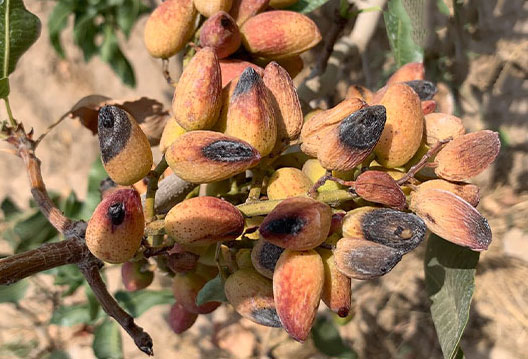 دلایل ایجاد آفتاب سوختگی درخت پسته