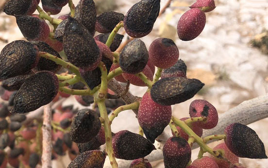 پیشگیری از آفتاب سوختگی درخت پسته