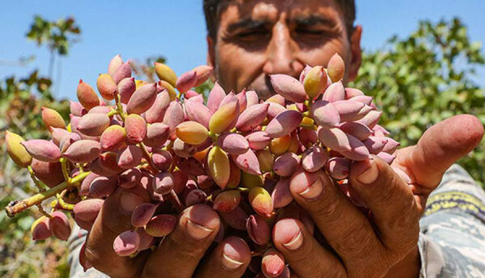 جلوگیری از آفات و حشرات موذی در باغ