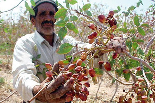 نقش بیماری ها در آفتاب سوختگی درخت پسته