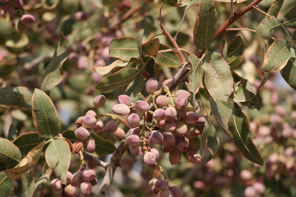 حفظ پوشش گیاهی باغ پسته