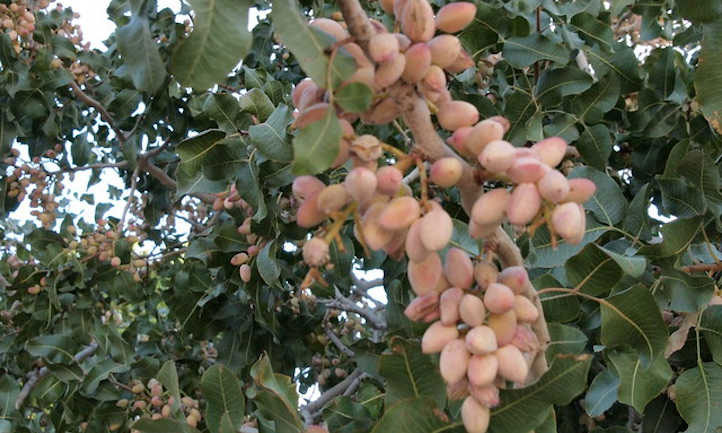 لزوم مراقبت بعد از پیوند پسته چیست؟