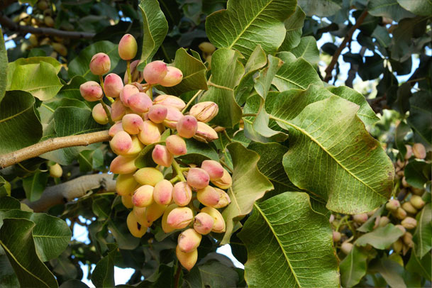  مراقبت بعد از پیوند پسته چطور است؟
