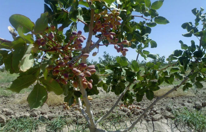 مراقبت از نوار نگهدارنده بعد از پیوند پسته