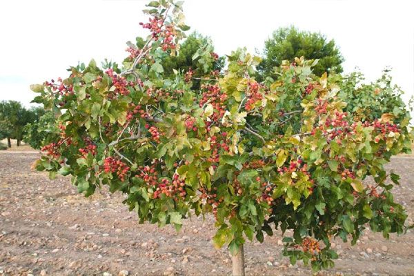 جلوگیری از افزایش دمای پیوندک
