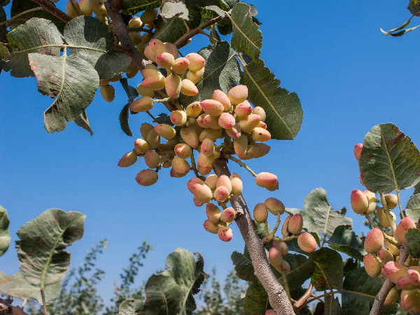 مزایای کود ماهی برای درختان پسته