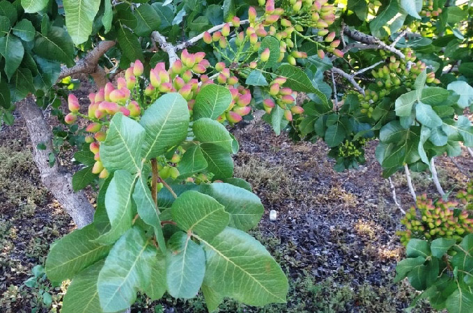 روش استفاده از کود ماهی برای درختان پسته