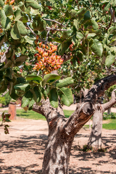 جلوگیری از ریزش میوه ها