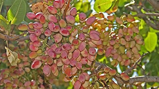 عوامل موثر در مقدار مصرف فروت ست برای پسته