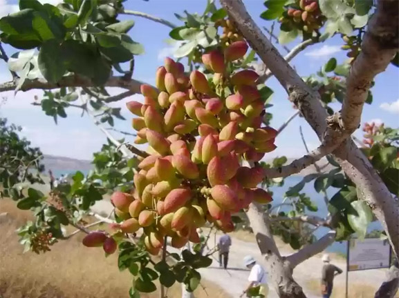 زمان مصرف فروت ست برای پسته کی است