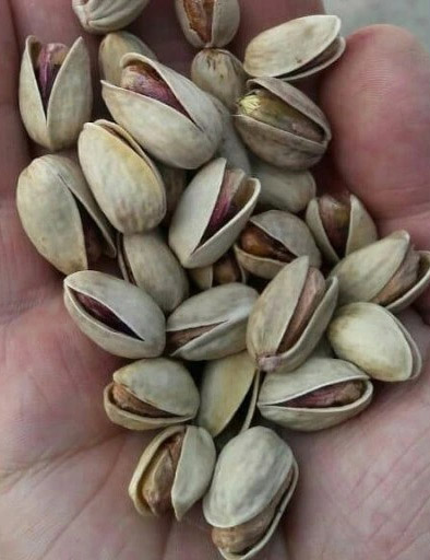 ارزش غذایی پسته خنجری چقدر است؟